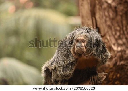 picture of a monkey in spanish zoo