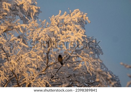 The real image of the Russian (Siberian) winter (bitterly cold). Birch trees covered with snow and white frost. A frozen crow on a branch. A frosty sunny day heady air. Suitable light Royalty-Free Stock Photo #2398389841