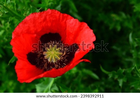 Close up picture of a red poppy during summertime