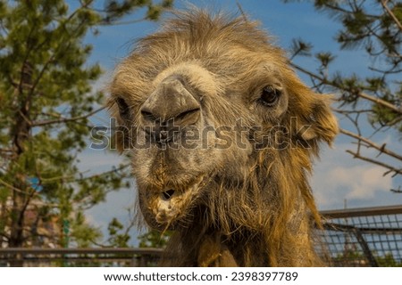 Close-up portrait of a crazy Bactrian camel (Camelus bactrianus). This two-humped camel living to the desert of Central Asia. It's a critically endangered species. Royalty-Free Stock Photo #2398397789
