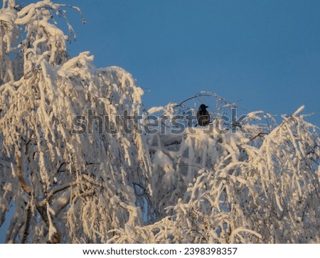The real image of the Russian winter. Birch trees covered with snow and white frost. A frozen crow on a branch. A heady frosty sunny day Royalty-Free Stock Photo #2398398357