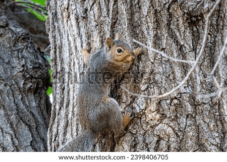 Closeup of a climbing squirrel