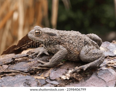 Natural closeup on a female Common European toad, Bufo bufo from the garden Royalty-Free Stock Photo #2398406799
