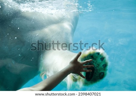 Little girl compares her hand to bear paw. child hand and white bear animal. Selected focus