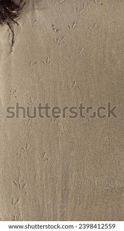 Bird tracks in sand with seaweed. Royalty-Free Stock Photo #2398412559