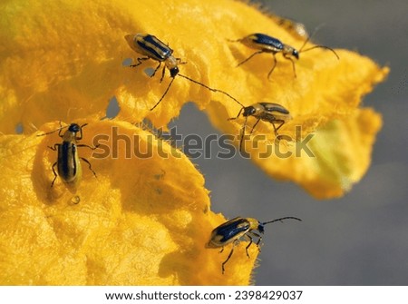 On the plant is a harmful insect - Western corn beetle (Diabrotica virgifera virgifera) Royalty-Free Stock Photo #2398429037