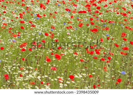 blooming poppy field with cornflowers and daisies sunny summer day countryside flower landscape natural background. High quality photo