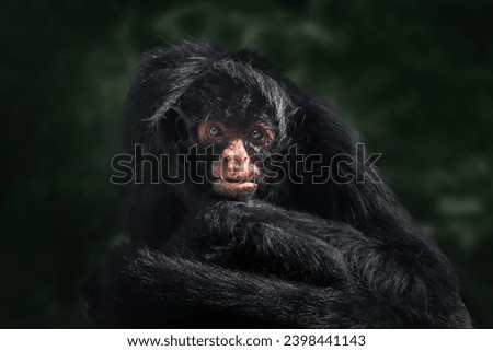 Black-faced Black Spider Monkey (Ateles chamek) Royalty-Free Stock Photo #2398441143