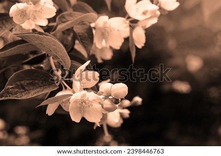Background color of the year 2024 Peach Fuzz, flowers, copy space
