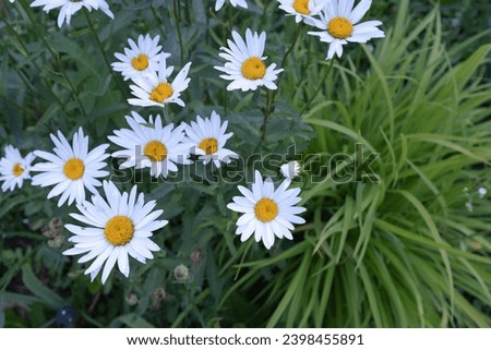 Background from blooming daisy flowers. Chamomiles with white petals for poster, calendar, post, screensaver, wallpaper, postcard, banner, cover, website. High quality photography