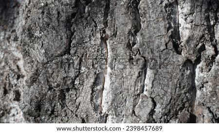 Natural bark surface, creating suggestive pattern. Natural outer layer wallpaper. External tree covering, texture design and pattern. Fall season