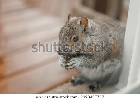 gray squirrel sits near the window and eats nuts
