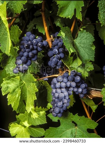 Ripe red wine grapes and leaves in a vineyard near Dundee, Oregon. Royalty-Free Stock Photo #2398460733