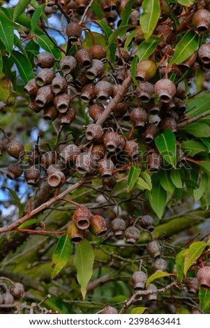 A gumnuts are the woody fruit of a eucalyptus tree. In Australia, of which there are about 700 species. Royalty-Free Stock Photo #2398463441