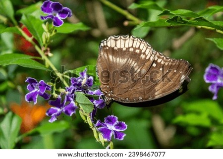 Amazingly Beautiful Thailand Mountain Butterfly