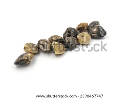 Closed up fresh baby clams, venus shell, shellfish, carpet clams, short necked clams, as raw food from the sea are the seafood ingredients. fresh clams Background. seafood.Isolated on white background