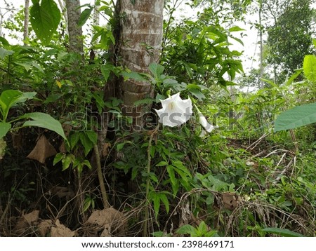 beautiful white Datura metel flowers in the mountain forest