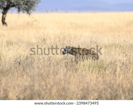 Spotted Hyena resting in Serengeti National park in the dry season, Tanzania,  Africa