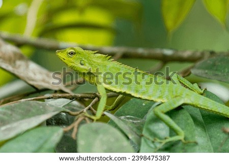 Maned forest lizard (bronchocela jubata) animal closeup, bunglon surai atau londok 