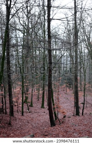 exterior photo view of a european cold forest during winter with all the trees with no leaves left as they all have fall on the ground