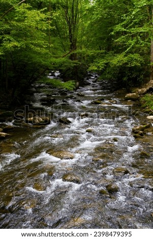 Vibrant Tennessee Forest Stream in Summertime