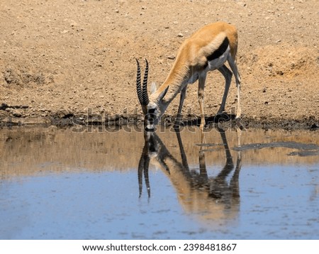Thomson's Gazelle drinking water from the pond in Tanzania Royalty-Free Stock Photo #2398481867