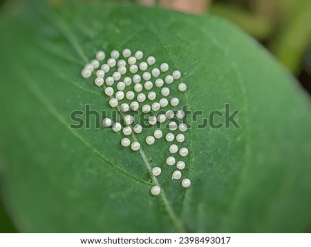 Butterfly eggs on grass leaves with a blurry background