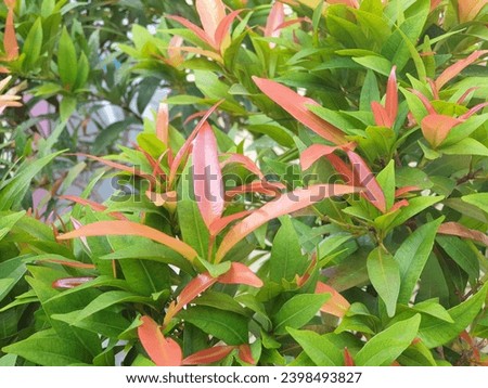 Leaves with two colors green and pink