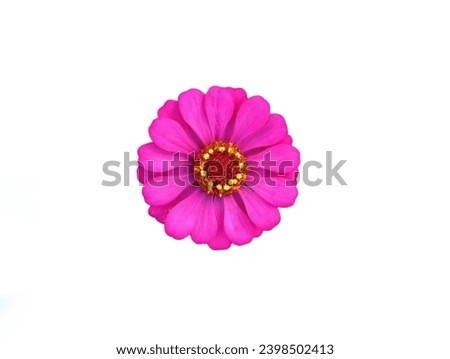 Pictured are two colored marigolds, pink. The petals are thin and oval, stacked in a circle. In the center of the flower, there are a number of yellow and red stamens.