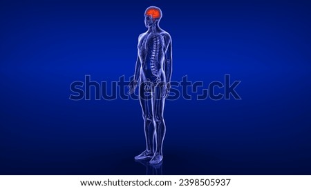 human central organ brain anatomy medical 3d illustration