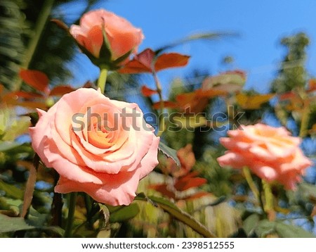 Orange rose, nature's marvel, boasts a vibrant shade, offering a delightful contrast against the lush foliage.