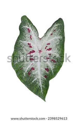 White and green leaf, pink spot of Caladium bicolor with drops isolated on white background included clipping path.