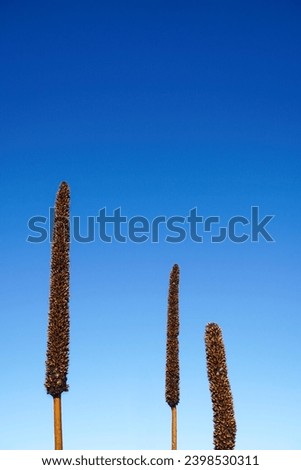 Black Boy Plant Against Clear Blue Sky with Flower Spikes