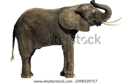 Sick elephant on white background