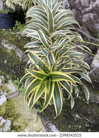 beautiful ornamental plant shaped like a dragon
