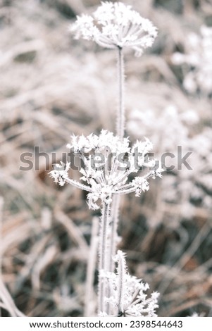 Cold winter walk in forest with some closeup photos