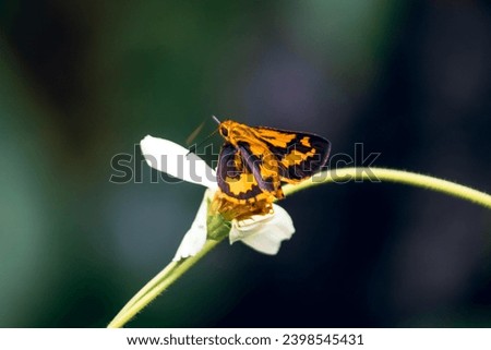 Essex Skipper - Thymelicus lineola, beautiful small orange butterfly from European meadows, Havraniky, Czech Republic. Sitting on a flower.