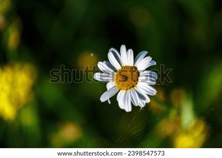 Blooming daisy in the forest Royalty-Free Stock Photo #2398547573