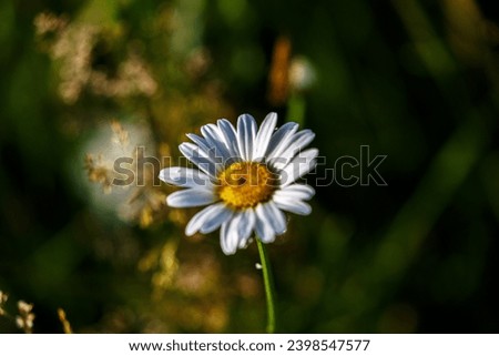 Blooming daisy in the forest Royalty-Free Stock Photo #2398547577