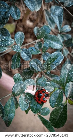 a picture of a harlequin ladybug on a leaf on a brown potted plant in the garden outside the house.