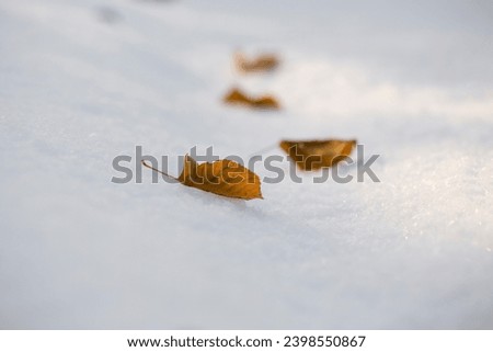 Leaf lying in the snow, on a sunny day during a minus temperature