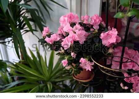 photo of a beautiful pink azalea plant in a terracotta pot, hanging from a black metal stand. The plant is surrounded by other green plants and is in front of a white window.