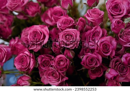 photo of a bunch of pink roses. The roses are in full bloom and the petals are a deep pink color close-up