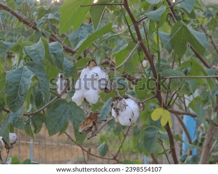 Mature cotton and ready for harvest on the cotton tree