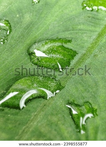 Water droplets on taro leaves
