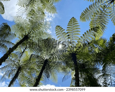 Cyathea australis Stock Photos and Images. Giant ferns in the forest