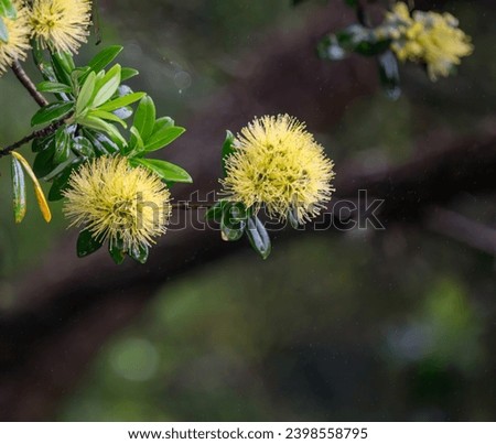 Close-up image of yellow Pohutukawa blooms in the rain. New Zealand Christmas Tree. Auckland.