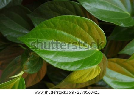 Close up of a betel leaf or sirih leaf 