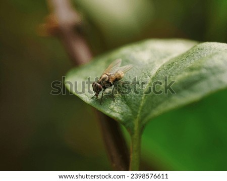 Different positions of flies, in their quest for food, land on the twigs and leaves of bougainvillea flower trees