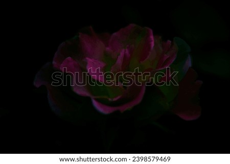 abstract rose petals in the darkness 